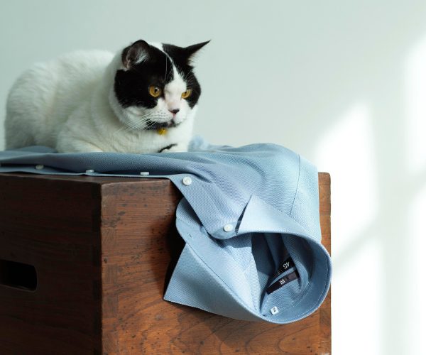 4SシャツPOP画像
ブルー系シャツの上に猫
